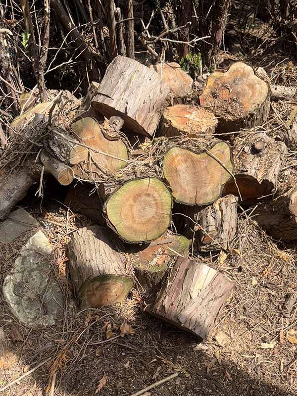 stump removal woking